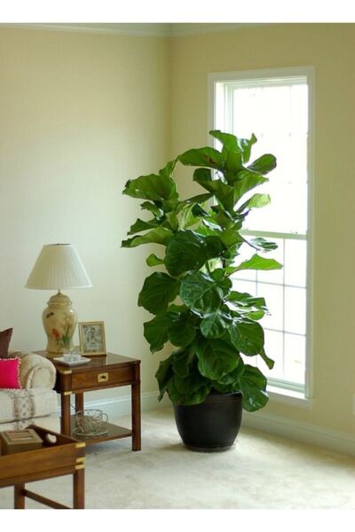 Yades Ficus Lyrata 3 Dallı +100-120(keman Yapraklı Kauçuk)üretim Saksılı 1.kalite