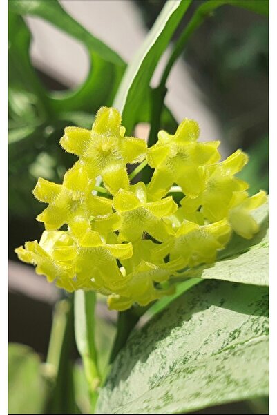 SİMAN BOTANİK Hoya Amicabilis Silver Mum Çiçeği