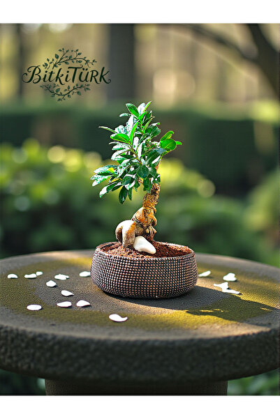 BitkiTÜRK Özel Bonsai Saksısında İthal AŞILI Ginseng Bonsai 35/45CM