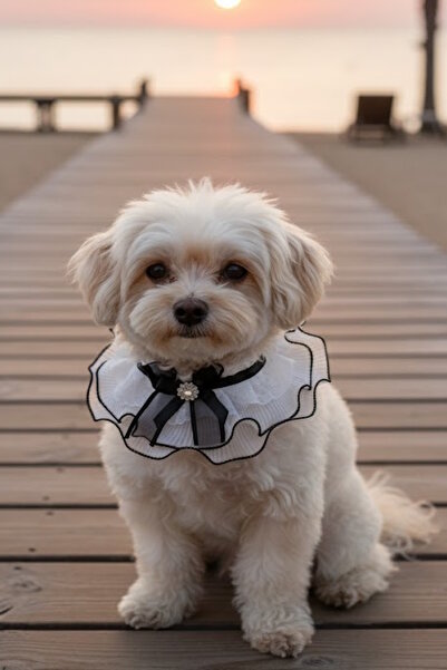 CAŞ DEKORASYON Beyaz Renk Kurdeleli Tüllü Ayarlanabilir Kedi Köpek Tasması