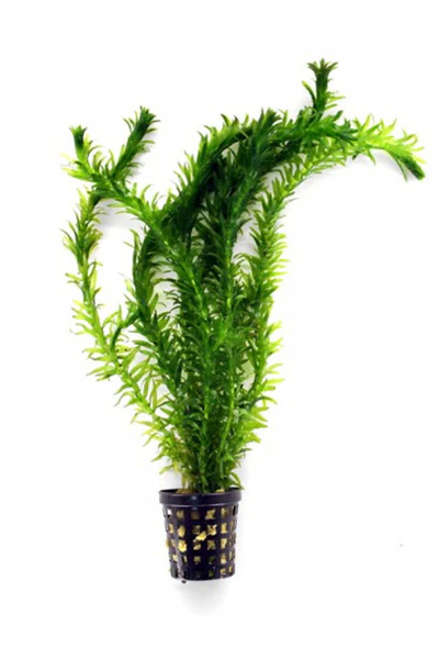 WODDY Eledoa Densa ( Canlı Bitki)