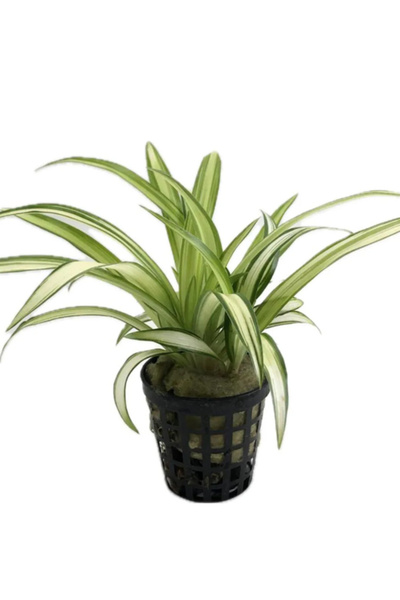 WODDY Chlorophytum Comosum (Canlı Bitki)