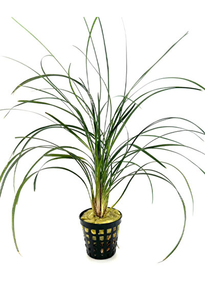 WODDY Ophiopogon Japonicus (Canlı Bitki)