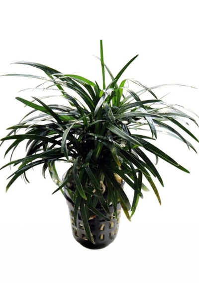 WODDY . Ophiopogon Kyoto (Japon Sazı) Canlı Bitki