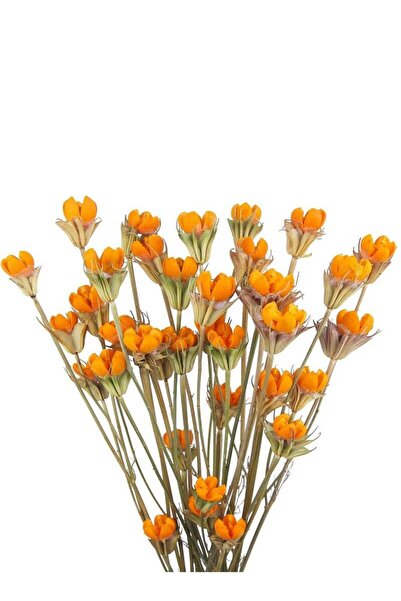 Generic KASTWAVE 2 Pcs Natural Craspedia Billy Balls Dried Flowers Bouquet - Artificial Pistachio Orange Fl