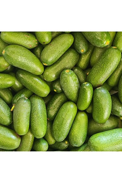 tropibox Bebek Avokado ( 500 Gram )