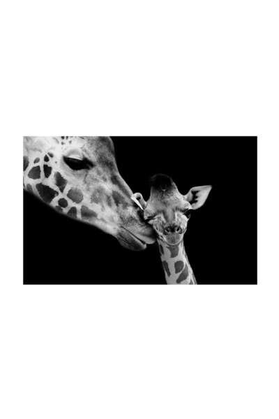 4Decor Tablou pânză 4Decor, Girafe love, 60x90cm, DE0394