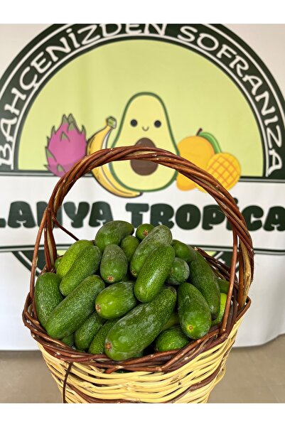 Alanyatropikal BEBEK AVOKADO(2KG)