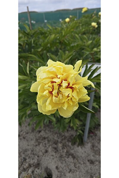 Bulbi și Plante BARTZELLA YELLOW PEONY - 1 PC