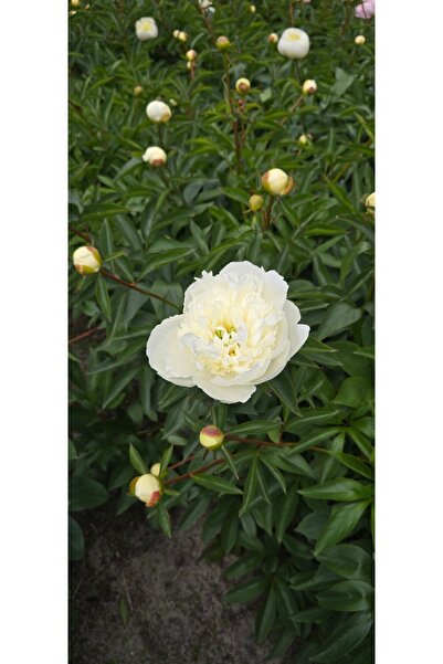 Bulbi și Plante PEONY DUCHESSE DE NEMOURS - 1 PIECE