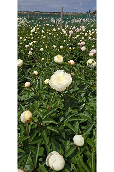 Bulbi și Plante PEONY DUCHESSE DE NEMOURS - 1 PIECE