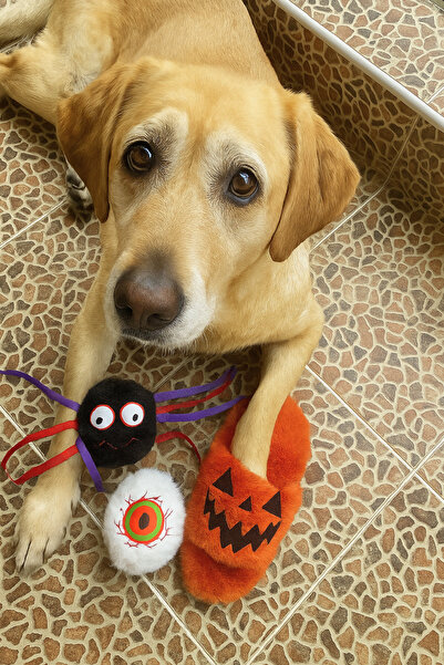 Havhav Halloween Themed Plush Slipper Dog Toy |   Activity Toy with Rustling Sound