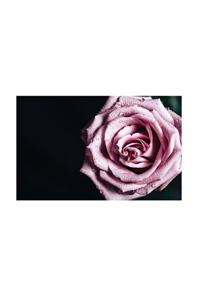 4Decor Pânză Tablou 4Decor, trandafir roz, 95x150cm, DE0257