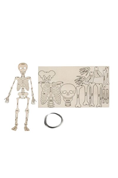 Fapatech Destek ve Hareket İskelet ve Sistemler Fen Bilgisi İskelet Stem Seti...