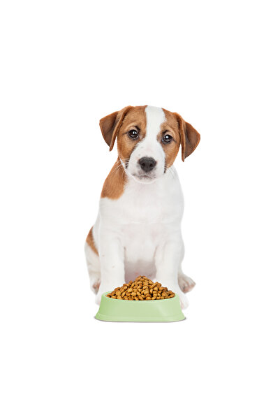 CED AUTO TRADE Slow feeding bowl, puppies and cats - 20 x 20 x 4.5 cm - green