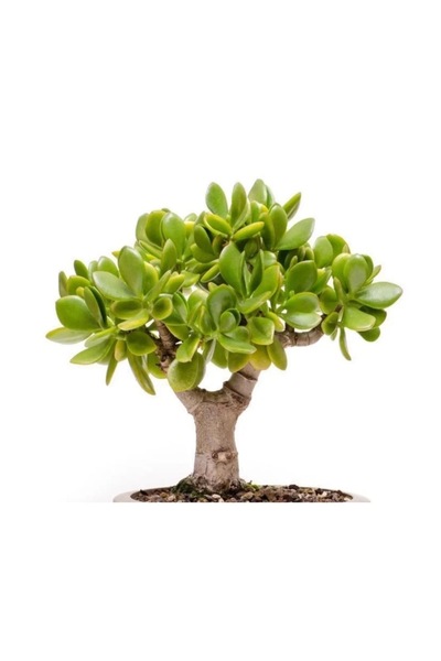 ATABEY ÇİÇEK Crassula ovata para ağacı Fidesi