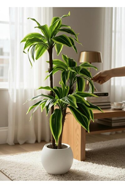 Nettenevime Yapay Ağaç Yukka Sarı Şeritli Draceena Ağacı Beyaz Küre Saksıda 120*50cm 54 Yapraklı