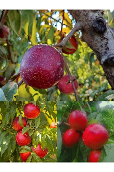 3 lü nektarin fidanı paketimiz(erkenci-orta.-geç) 3 yaşlıdır yarıbodur anança aşılıdır 120-150cm