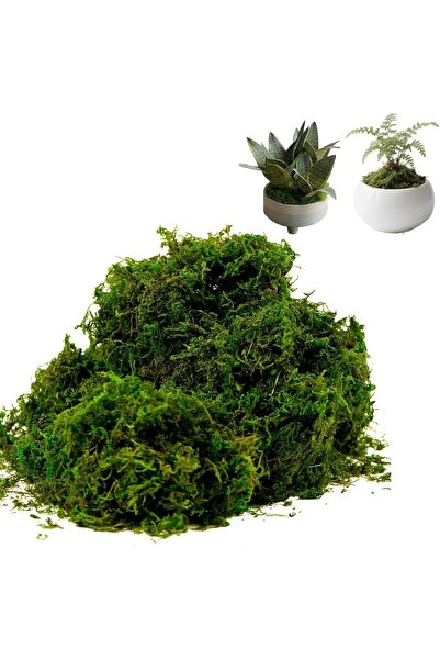 Ctoby طحلب صناعي، 7.05 أونصة من الطحلب الأخضر الصناعي للنباتات المحفوظة في ال...