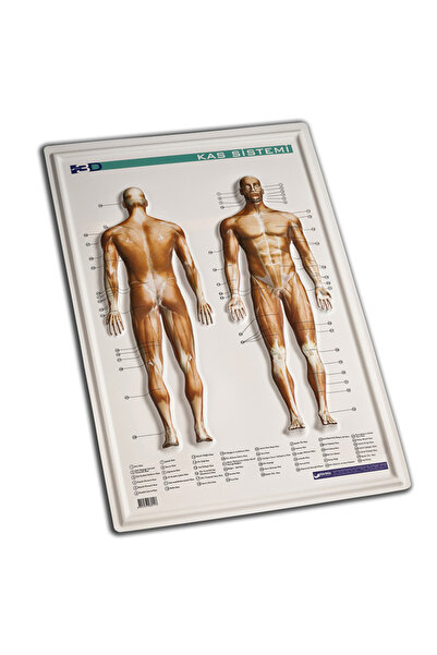 Gürbüz Kabartma Kas Sistemi 35x50-50-LI-PKT