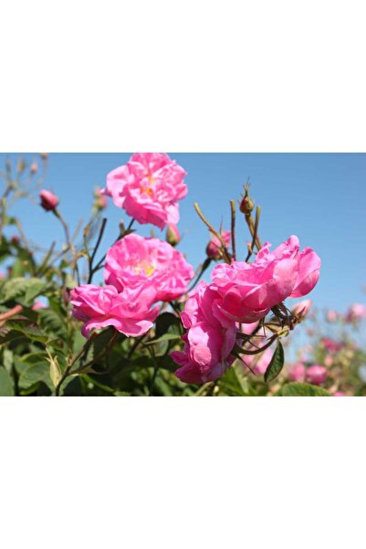 Mimoza Yediveren Isparta Reçellik Gül Fidanı Rosa Damascena 10-20 Cm