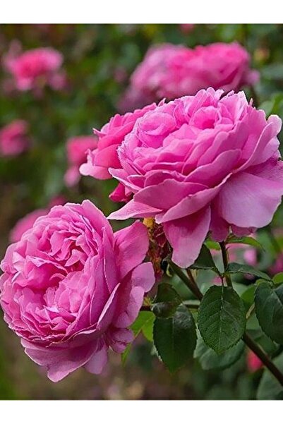 Mimoza Yediveren Isparta Reçellik Gül Fidanı Rosa Damascena 10-20 Cm