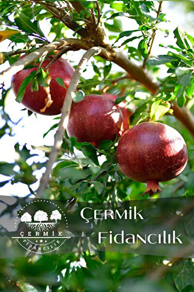 ÇERMİK FİDANCILIK Tüplü Hicaz Nar Fidanı