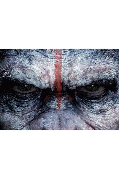 Zumzeria Tablou pânză Planeta maimuțelor, 80x50cm,