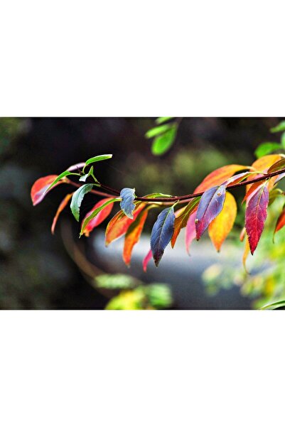 Zumzeria Tablou Canvas Εξαιρετικά έγχρωμα φύλλα, 80x50cm, tabloucanvas172, Zu...