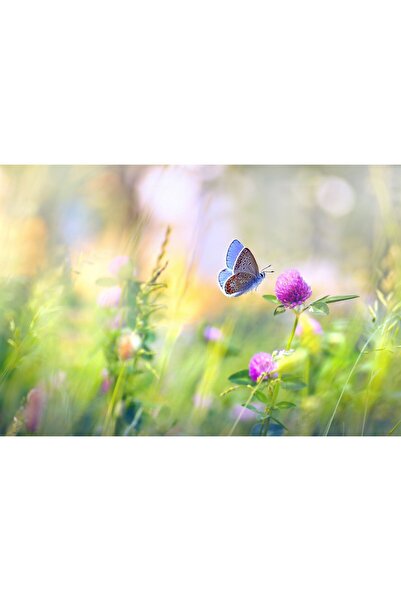 Zumzeria Canvas Tablou Trifoi roșu sub o atingere delicată de fluture, 80x50c...