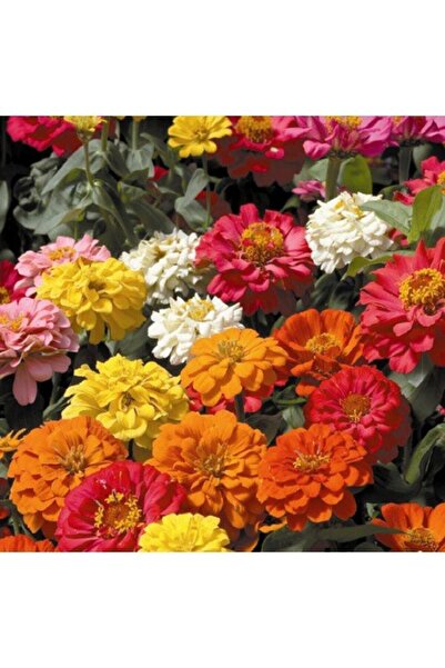 Genel Markalar Zinna Çiçeği Tohumu 30 adet