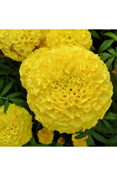 Arzuman Tohum Bey Beğendi Çiçeği Tohumu 30 adet