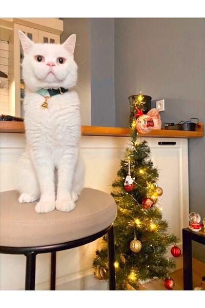 GoPawGo Charmlı Shelby Kedi Boyun Tasması