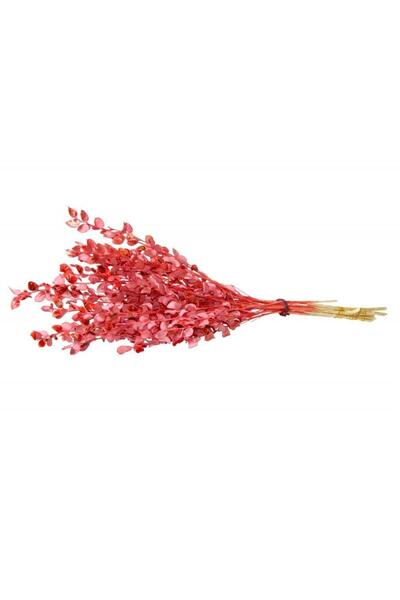 cici Kuru Çiçek Kurutulmuş Sedef Somon