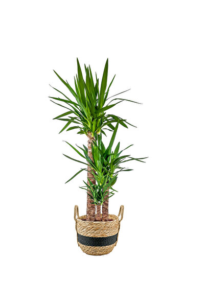 Fidanburada Yuka Bitkisi (YUCCA MASSENGENA) 3 Gövdeli - Siyah Şeritli Hasır S...