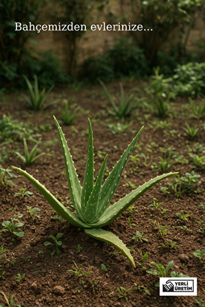 GUHADO Aloe Vera Bitkisi fidanı 25-30 cm Saksısız (Hızlı büyüyen , yavrulayan )