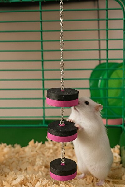MD×JOA Askılı Hamster Oyuncagı Diş Sağlıgı için Önerilir. Yavru ve Yetişkin H...