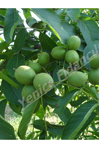 Yenice Fidancılık 10 ADET AŞILI AÇIK KÖKLÜ CHANDLER CEVİZ FİDANI