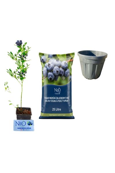 Neo Yaşam Yaban Mersini Fidan + Toprak (25Lt)+ Saksı (25Lt)