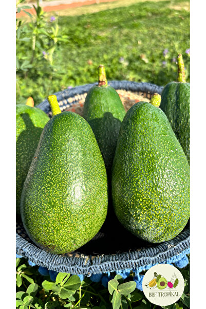 BRF TROPİKAL Avokado 10 adet (220-270gr)