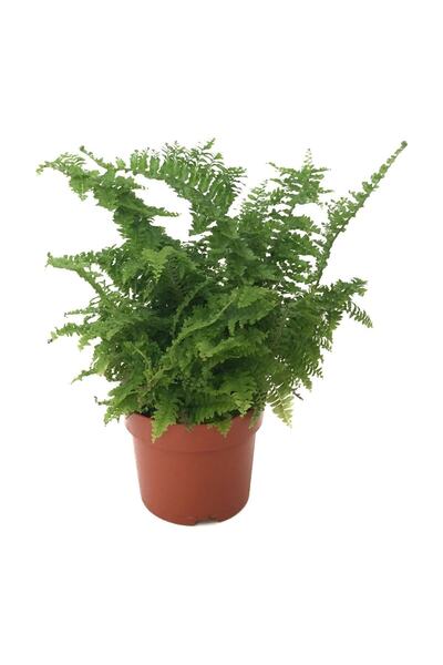 Betonish Nephrolepsis Exaltata (Aşk Merdiveni)