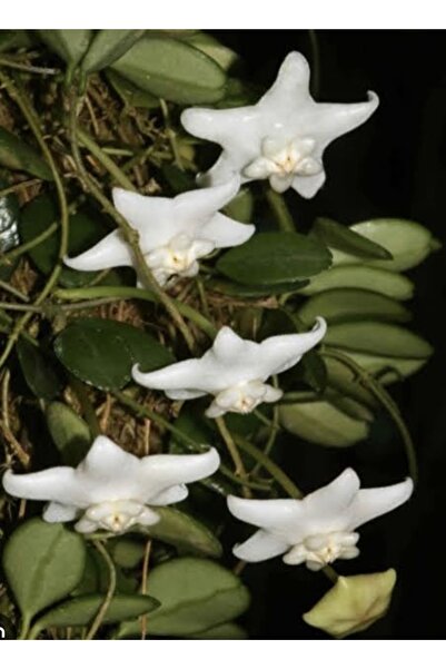 PLANT Hoya Uniflora Mum Çiçeği