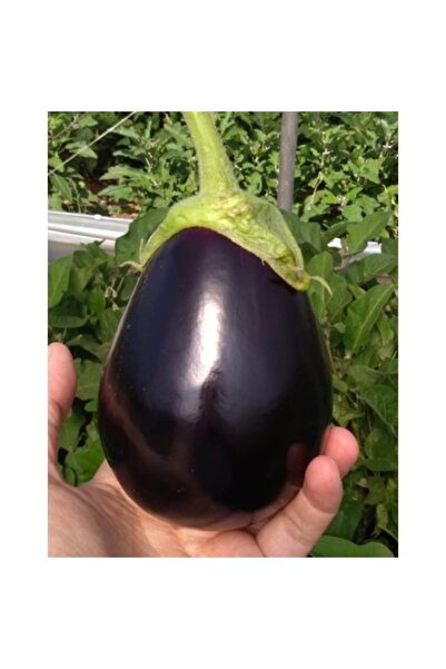 PROFIT SEEDS Seminte vinete GIOIA F1 (250 sem)