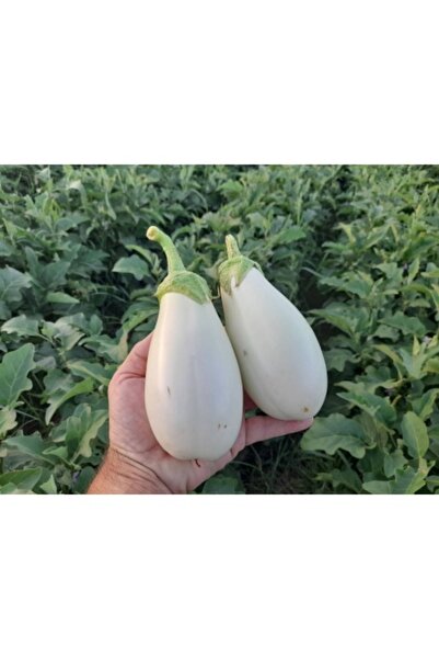 PROFIT SEEDS Seminte vinete albe LUNA F1 (250 sem)