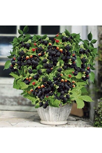 KASABALI FİDANCILIK BÖĞÜRTLEN FİDANI DİKENSİZ TÜPLÜ 50-60 CM