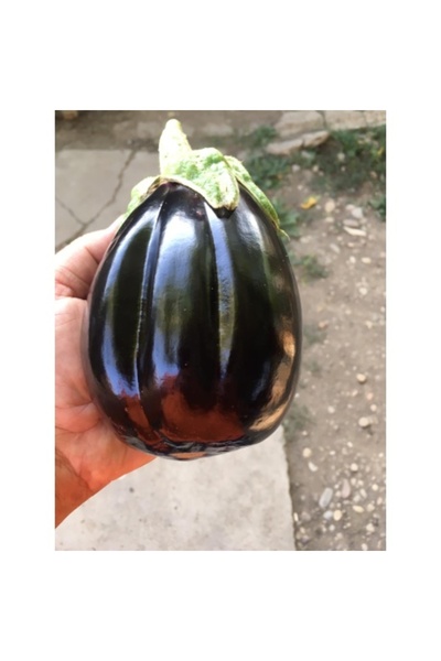 EUROSEME Seminte vinete SERENA F1 (1000 sem)