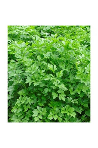 PROFIT SEEDS Seminte patrunjel GIGANTE D'ITALIA (250 GR)