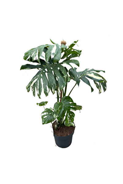 Betonish Monstera Deliciosa 'Thai Constellation' (Deve Tabanı)