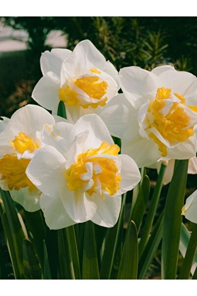 ASA PEYZAJ Baharın Müjdecisi Nergis SoğanI – Saksıya ve Toprağa Uygun "S" GÖZ BEBEK 'İ