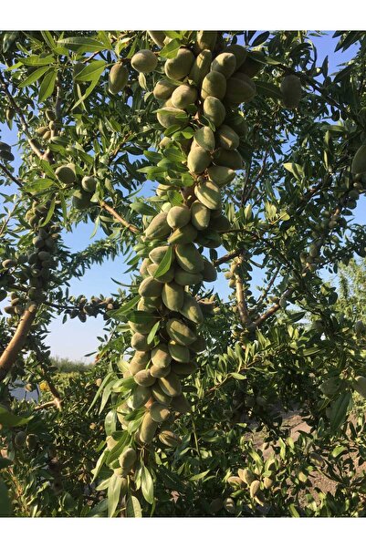 fidanzade Feragnes badem fidanı 3 yaşlı 120-150cm yarıbodur anaça aşılı